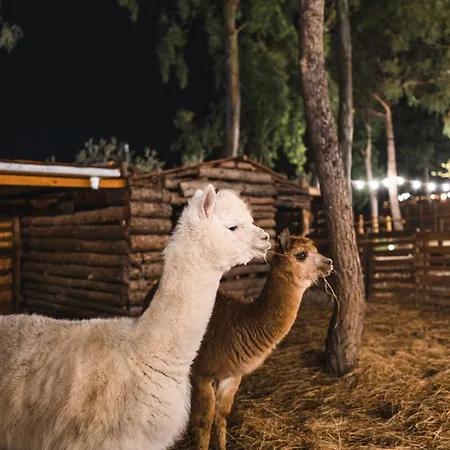 Lüks kamp alanı Berenice Glamping